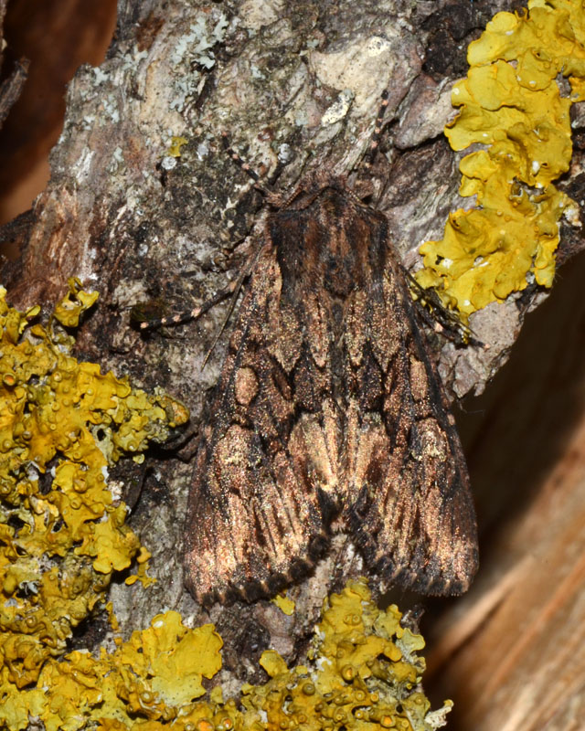 Noctuidae